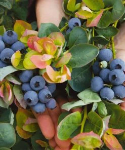 Brighter Blooms Fruit Trees Bushel And Berry® Blueberry Peach Sorbet Plant