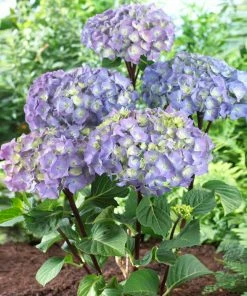 Brighter Blooms Shrubs & Hedges Peacock Hydrangea Shrub