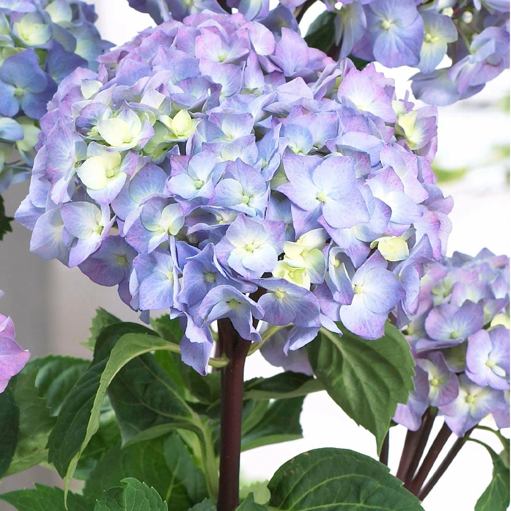 Brighter Blooms Shrubs & Hedges Peacock Hydrangea Shrub 4 Brighter Blooms Shrubs & Hedges Peacock Hydrangea Shrub