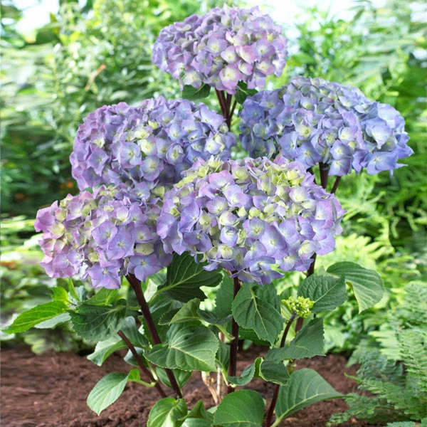 Brighter Blooms Shrubs & Hedges Peacock Hydrangea Shrub 1 Brighter Blooms Shrubs & Hedges Peacock Hydrangea Shrub
