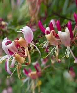 Brighter Blooms Peaches & Cream Honeysuckle Vine