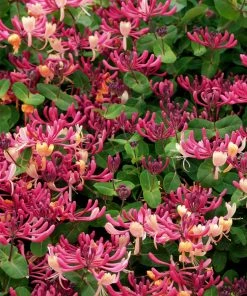 Brighter Blooms Peaches & Cream Honeysuckle Vine 6 Brighter Blooms Peaches & Cream Honeysuckle Vine