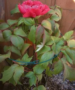 Brighter Blooms Peony Stand