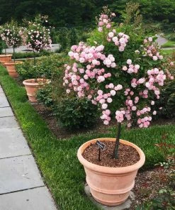 Brighter Blooms Perfume Breeze™ Rose Tree Shrubs & Hedges