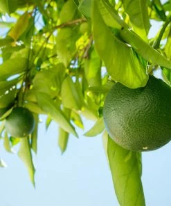 Brighter Blooms Persian 'Bearss' Lime Bush