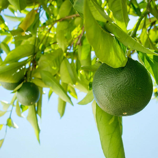 Brighter Blooms Persian 'Bearss' Lime Bush 1 Brighter Blooms Persian 'Bearss' Lime Bush