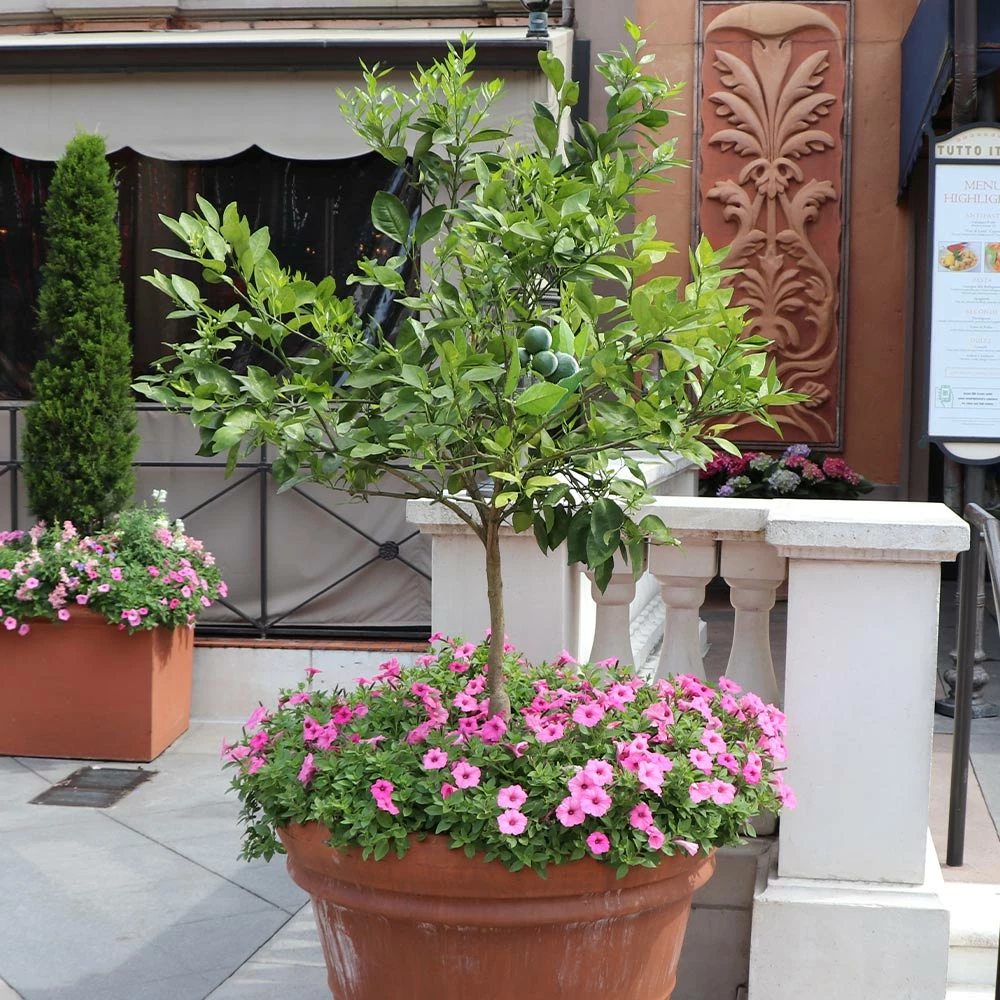 Brighter Blooms House & Patio Persian 'Bearss' Lime Tree 4 Brighter Blooms House & Patio Persian 'Bearss' Lime Tree