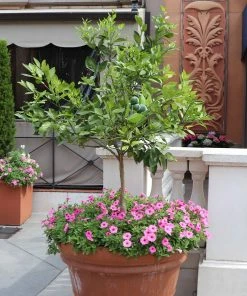 Brighter Blooms SHOP ALL Persian Lime Tree