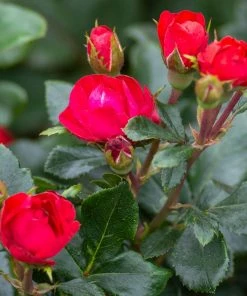 Brighter Blooms Petite Knock Out® Rose Shrub Roses