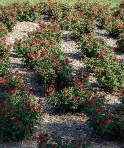 Brighter Blooms Petite Knock Out® Rose Shrub Roses