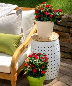 Brighter Blooms Petite Knock Out® Rose Shrub Roses