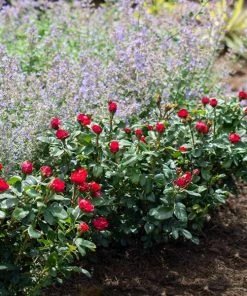 Brighter Blooms Petite Knock Out® Rose Shrub Roses