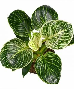 Brighter Blooms Birkin Philodendron Plant 10 Brighter Blooms Birkin Philodendron Plant