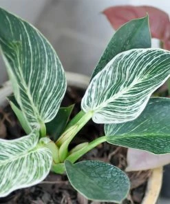 Brighter Blooms Birkin Philodendron Plant 9 Brighter Blooms Birkin Philodendron Plant