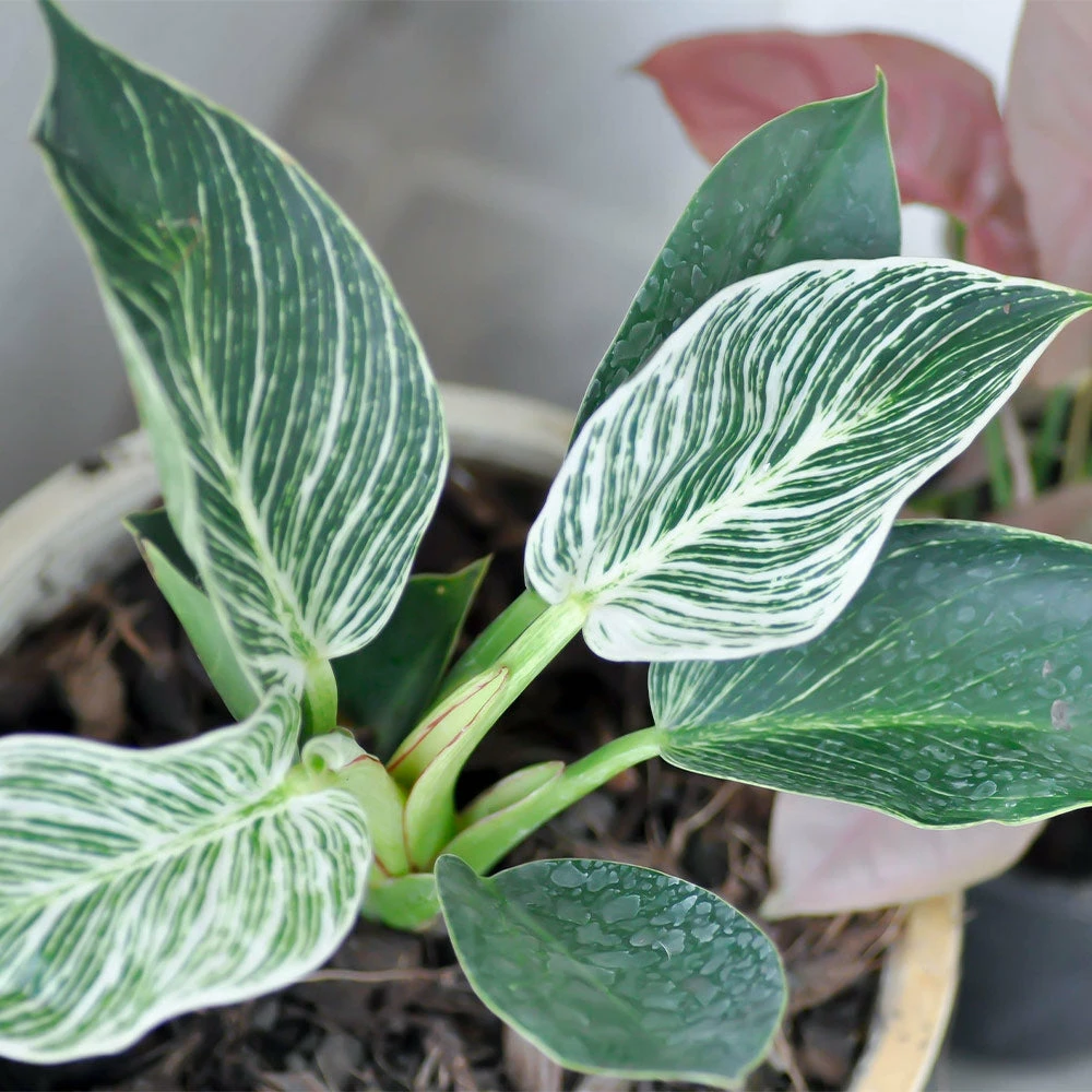 Brighter Blooms Birkin Philodendron Plant 4 Brighter Blooms Birkin Philodendron Plant