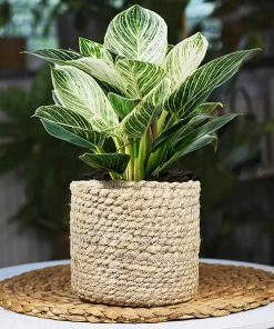 Brighter Blooms Birkin Philodendron Plant