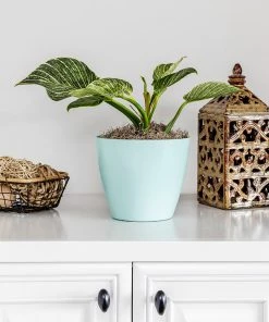 Brighter Blooms Birkin Philodendron Plant 8 Brighter Blooms Birkin Philodendron Plant