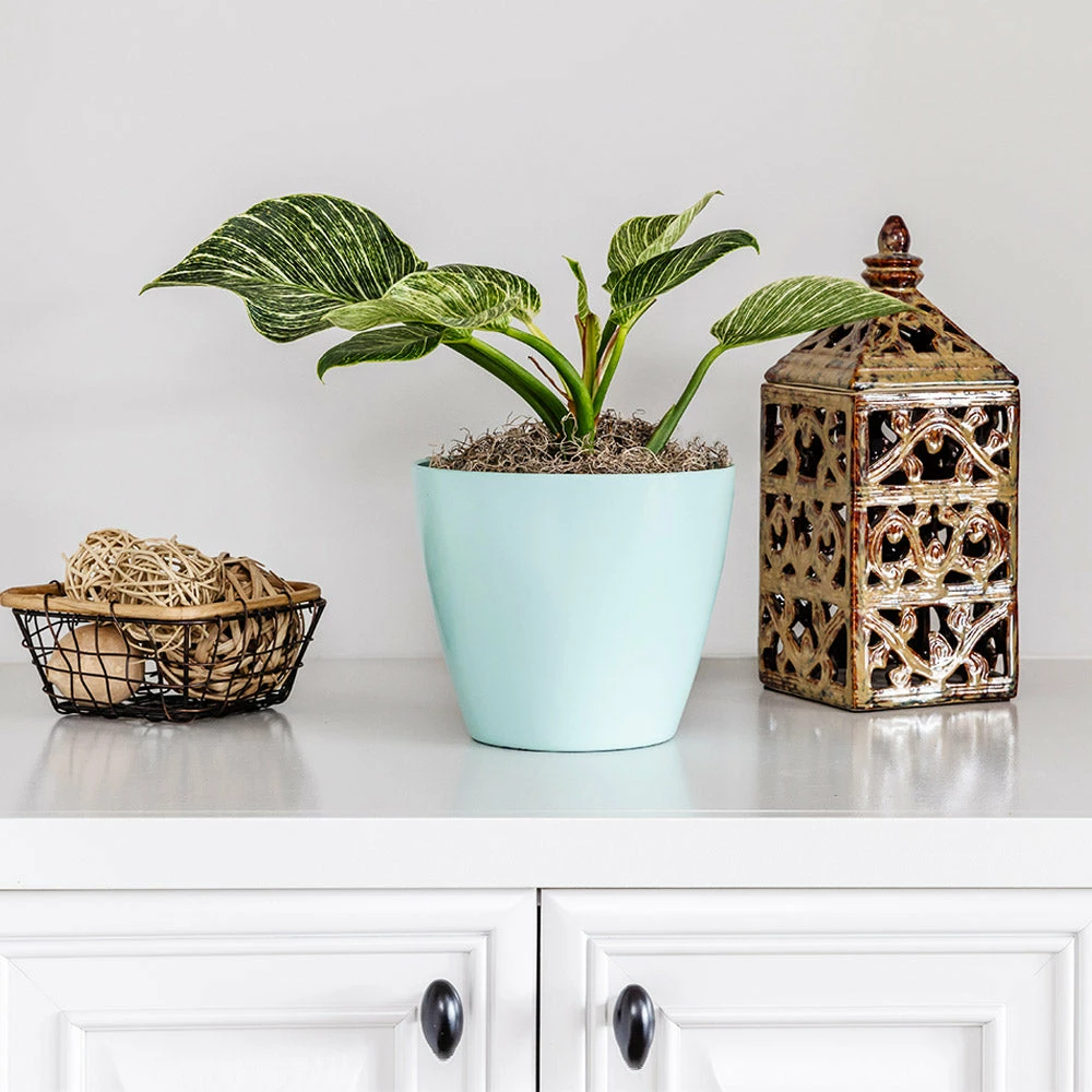 Brighter Blooms Birkin Philodendron Plant 3 Brighter Blooms Birkin Philodendron Plant