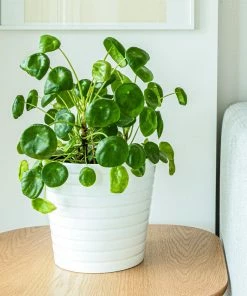Brighter Blooms Pilea Peperomioides (Pancake Plant) House & Patio