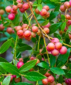 Brighter Blooms Pink Lemonade Blueberry Plant