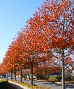 Brighter Blooms Shade Trees Pin Oak Tree