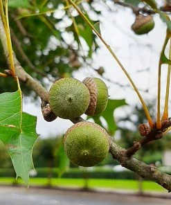 Brighter Blooms Shade Trees Pin Oak Tree