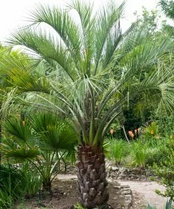 BrighterBlooms.com Pindo Palm Tree 7 BrighterBlooms.com Pindo Palm Tree