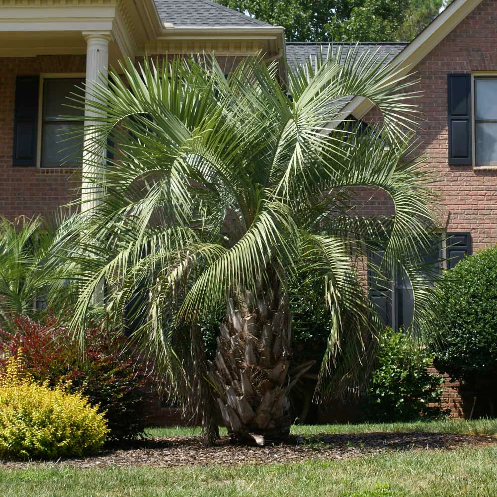 BrighterBlooms.com Pindo Palm Tree 3 BrighterBlooms.com Pindo Palm Tree
