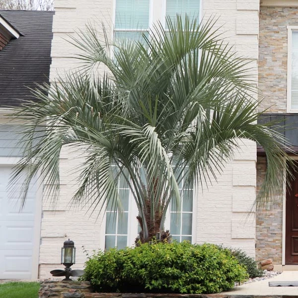 BrighterBlooms.com Pindo Palm Tree 1 BrighterBlooms.com Pindo Palm Tree