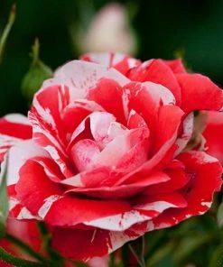 Brighter Blooms Shrubs & Hedges Flower Carpet Pink Splash Rose