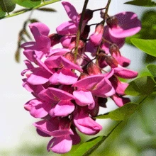 Brighter Blooms Pink Wisteria Vine