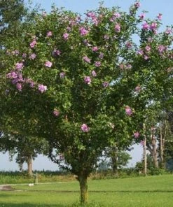 Brighter Blooms Pink Rose Of Sharon Althea Tree