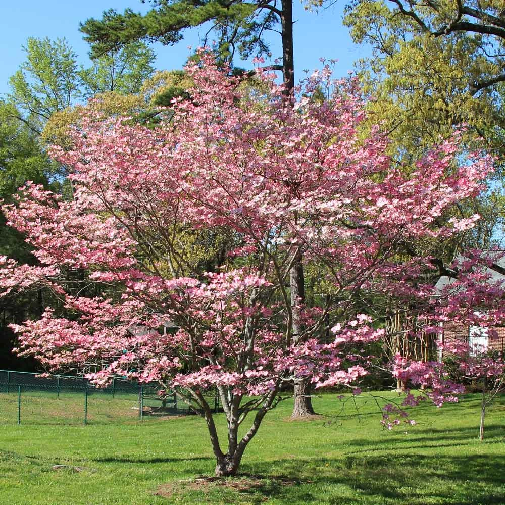 Brighter Blooms Flowering Trees Pink Dogwood Tree 3 Brighter Blooms Flowering Trees Pink Dogwood Tree