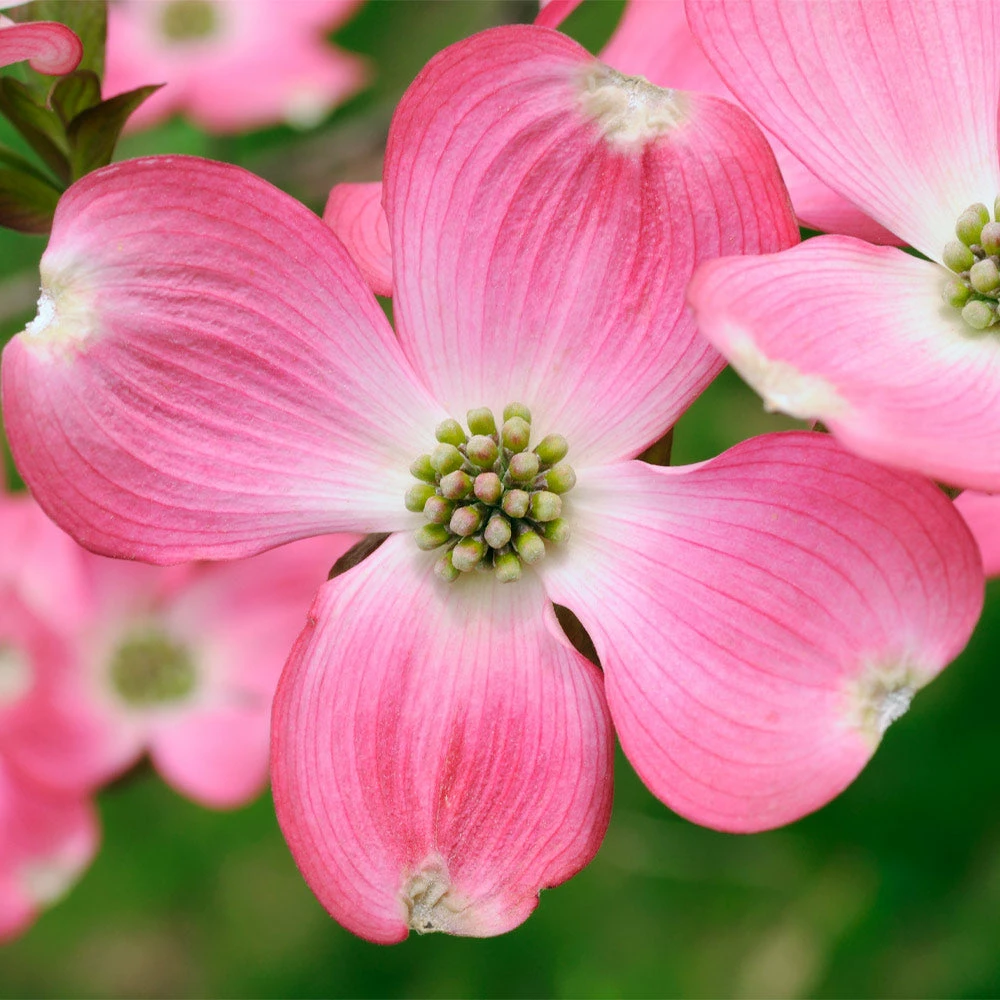 Brighter Blooms Flowering Trees Pink Dogwood Tree 2 Brighter Blooms Flowering Trees Pink Dogwood Tree