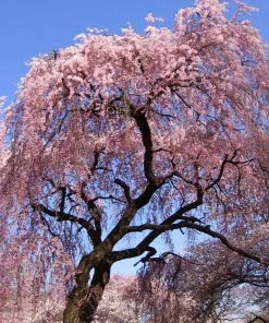 Brighter Blooms Flowering Trees Pink Weeping Cherry Tree