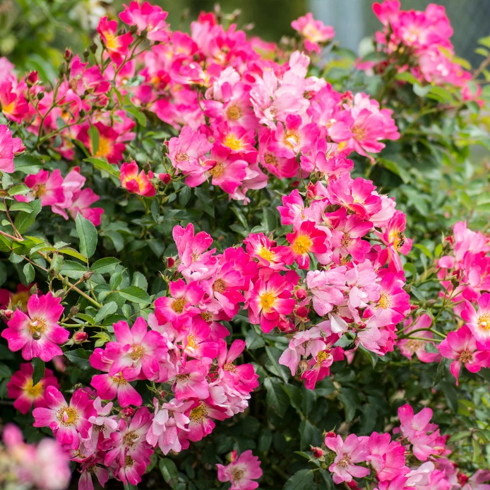 Brighter Blooms Pink Drift® Rose Roses 2 Brighter Blooms Pink Drift® Rose Roses