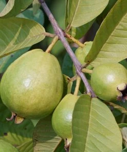 Brighter Blooms Tropical Pink Guava Tree