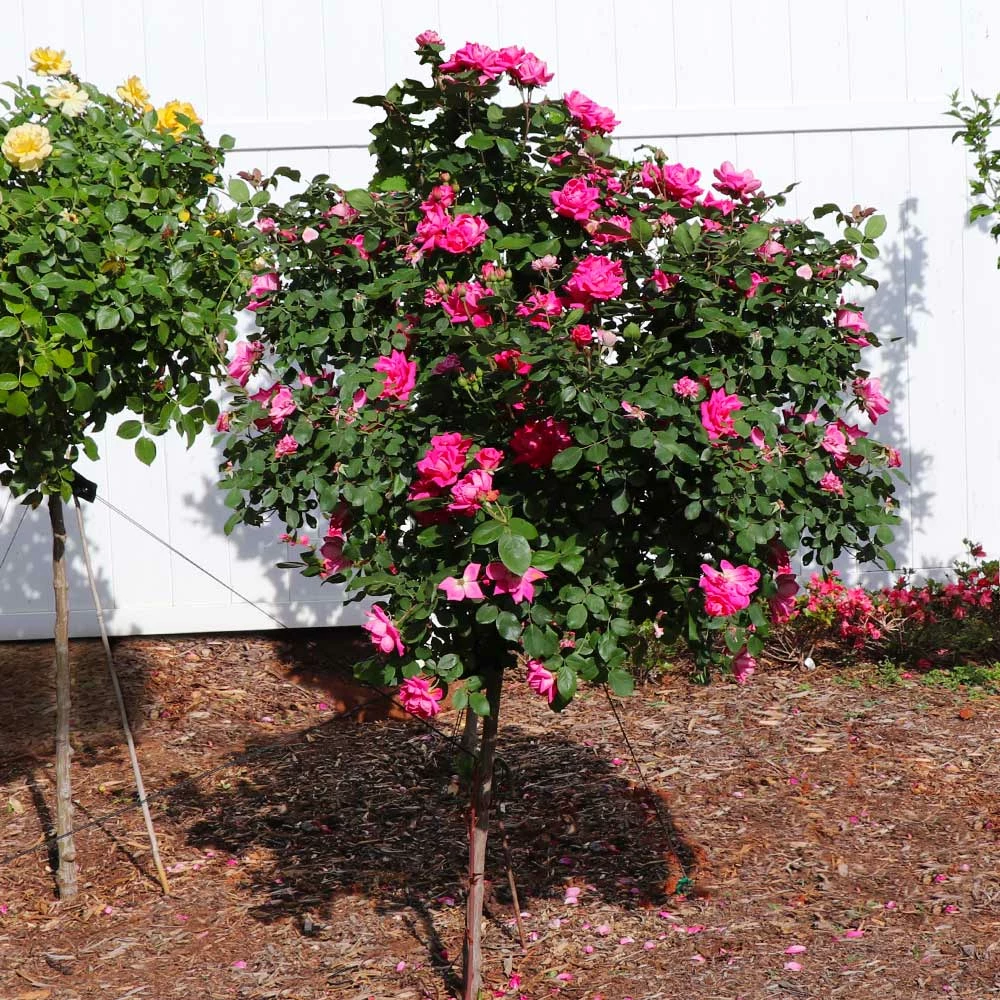 Brighter Blooms Roses Pink Knock Out® Rose Tree 2 Brighter Blooms Roses Pink Knock Out® Rose Tree