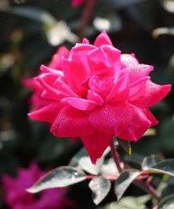 Brighter Blooms Double Pink Knock Out® Shrub