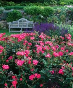 Brighter Blooms Double Pink Knock Out® Shrub