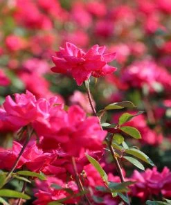 Brighter Blooms Double Pink Knock Out® Shrub