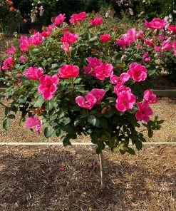 Brighter Blooms Pink Miracle™ Rose Tree Roses