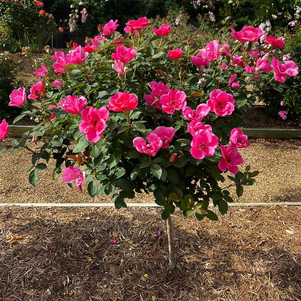 Brighter Blooms Pink Miracle™ Rose Tree Roses 2 Brighter Blooms Pink Miracle™ Rose Tree Roses