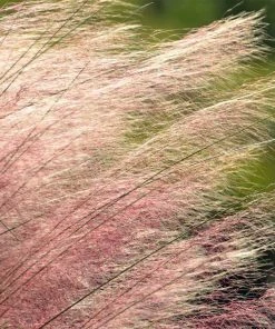 Brighter Blooms Pink Muhly Grass Ornamental Grasses 7 Brighter Blooms Pink Muhly Grass Ornamental Grasses