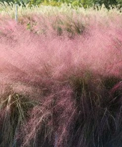 Brighter Blooms Pink Muhly Grass Ornamental Grasses 9 Brighter Blooms Pink Muhly Grass Ornamental Grasses