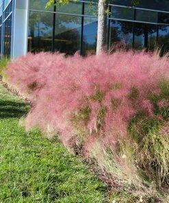 Brighter Blooms Pink Muhly Grass Ornamental Grasses 8 Brighter Blooms Pink Muhly Grass Ornamental Grasses