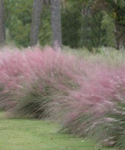 Brighter Blooms Pink Muhly Grass Ornamental Grasses