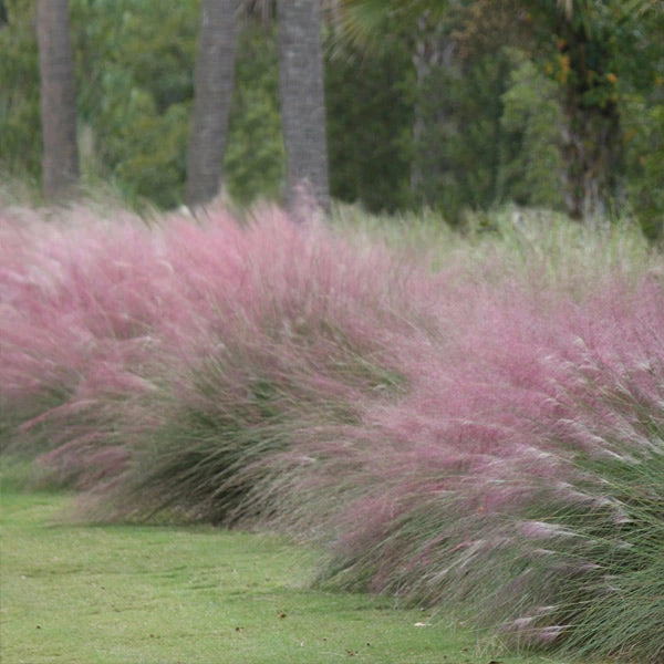 Brighter Blooms Pink Muhly Grass Ornamental Grasses 1 Brighter Blooms Pink Muhly Grass Ornamental Grasses