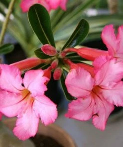 Brighter Blooms Shrubs & Hedges Pink Oleander Shrub 6 Brighter Blooms Shrubs & Hedges Pink Oleander Shrub