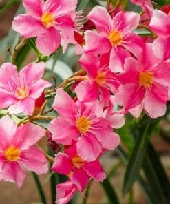 Brighter Blooms Shrubs & Hedges Pink Oleander Shrub 7 Brighter Blooms Shrubs & Hedges Pink Oleander Shrub